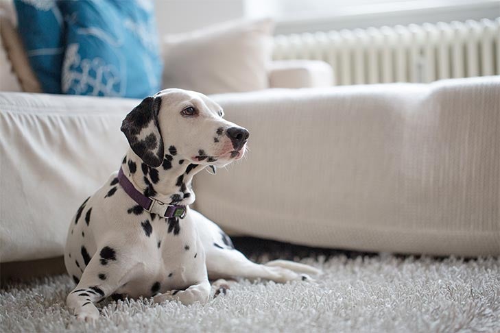 Can Carpeting and Dogs Coexist? – American Kennel Club