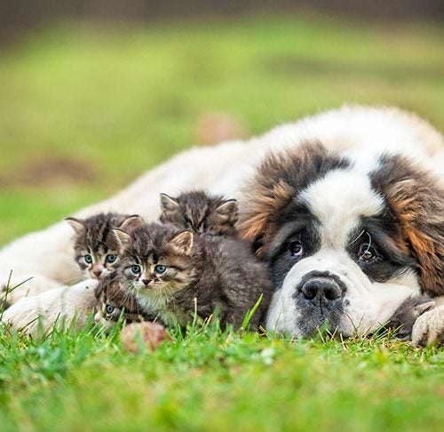 Pick A Kitten, Get A Puppy!  Big fluffy dogs, Dog love, Dogs