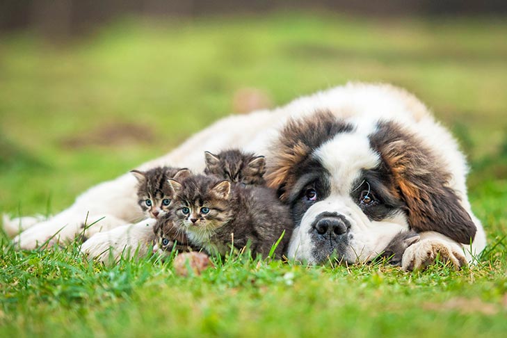 dog with kittens