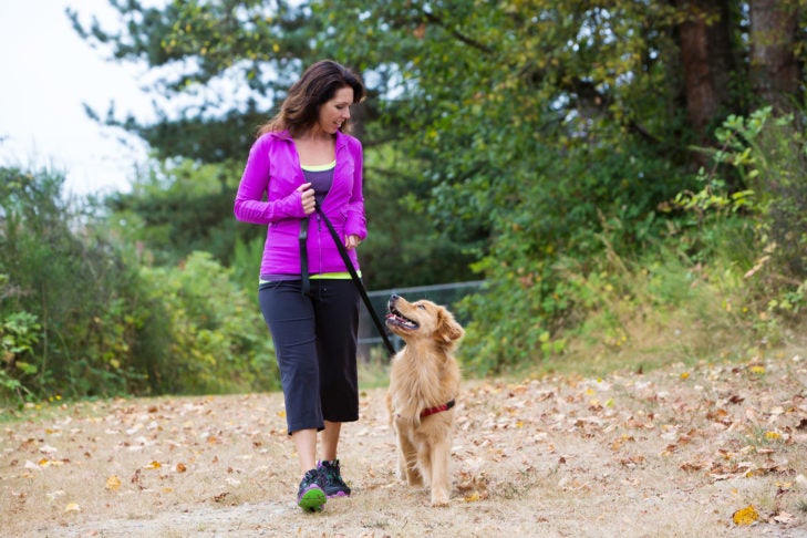 golden retriever on a walk with a woman in a purple jacket