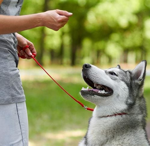 Are You Removing Your Dog Training Tools Too Soon?