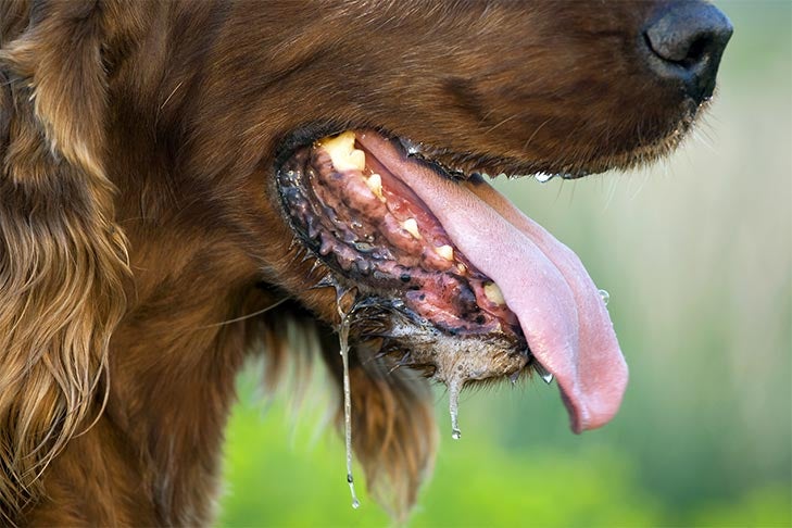 Irish Setter panting on a hot summer day, water and drool dripping down.