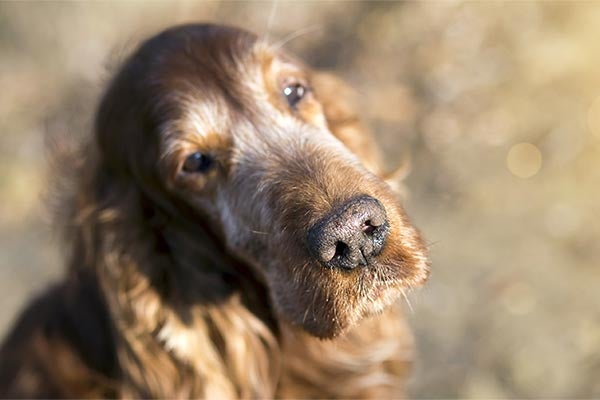 Why Is My Dog'S Nose Dry? – American Kennel Club