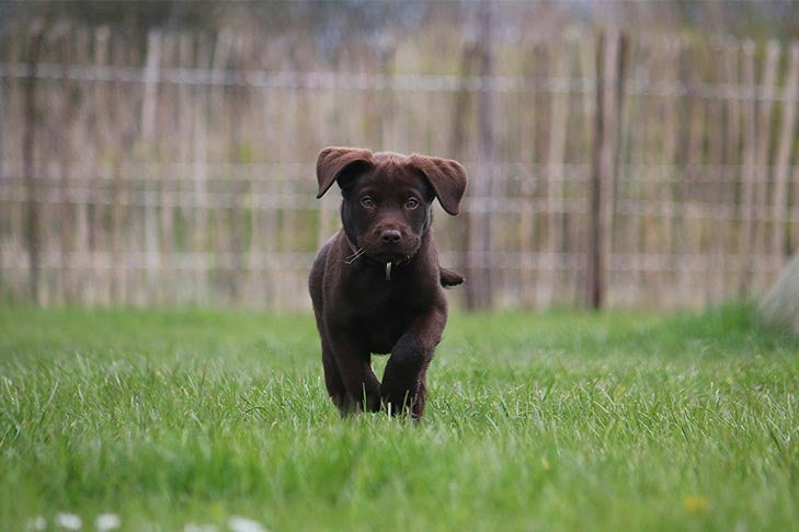 lab-puppy-running-grass-fence-header