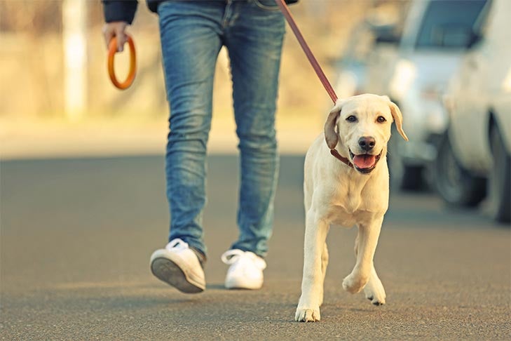 Owner and yellow Labrador Retriever walking on the side of a street.
