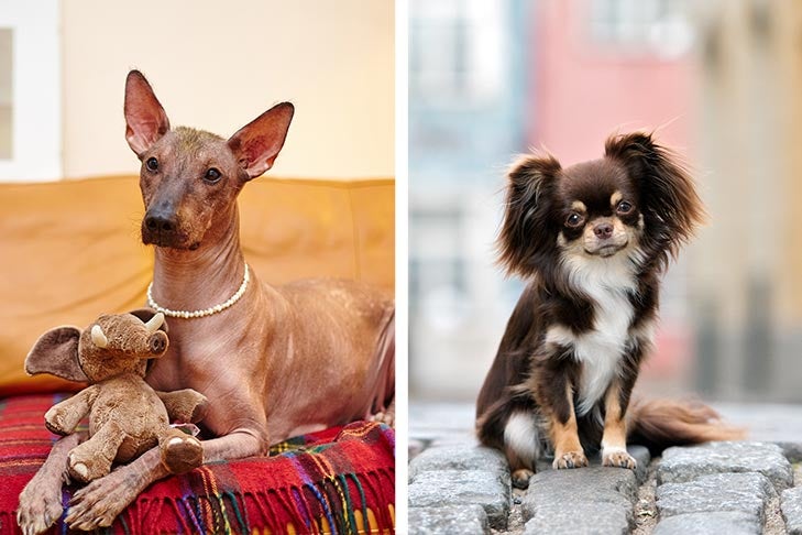 An Introduction to Mexican Dog Breeds: The Xoloitzcuintli and Chihuahua