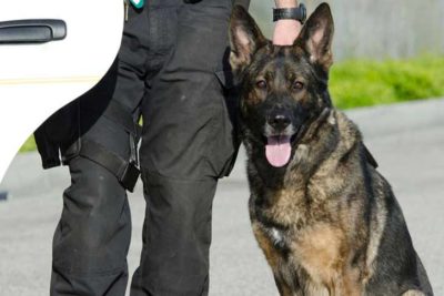 officer-working-dog-hero