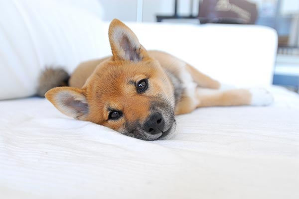 shiba-inu-laying-on-bed-body
