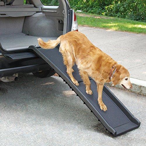 Senior Golden Retriever walking down a ramp from the back of a car.