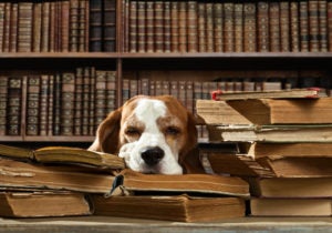 Very smart dog thinks in the library