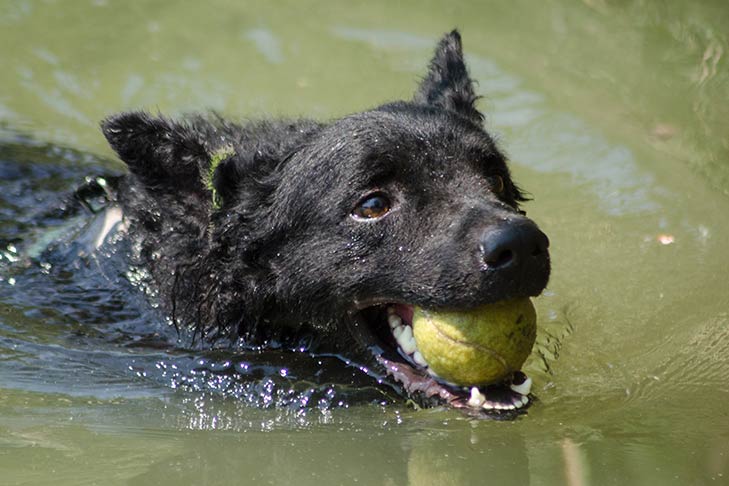 Croatian Sheepdog swimming with a ball in its mouth.