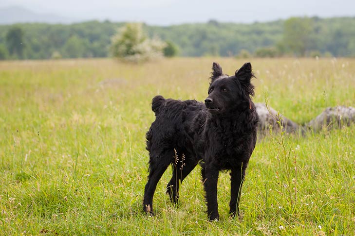 Croatian Sheepdog Dog Breed Information - American Kennel Club