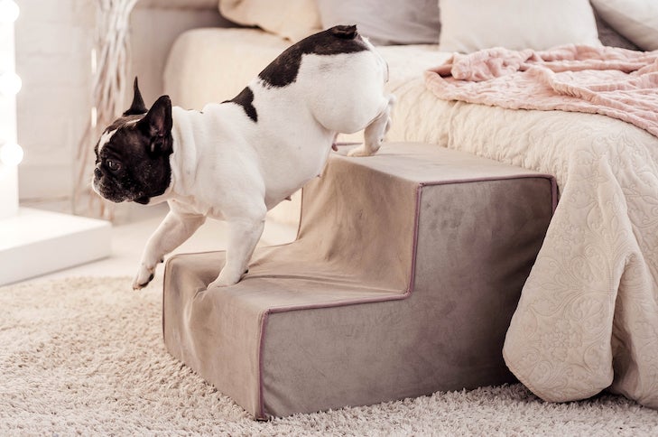 French Bulldog walking down the stairs next to the bed.