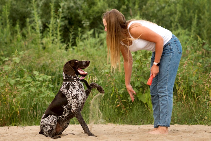 Attractive girl walking the dog. Having fun playing in outdoors. Lovely woman training German Shorthaired Pointer on sandy beach on background of greenery. Concepts of friendship, pets, togetherness
