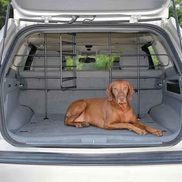 Vizsla laying in the back of a car.