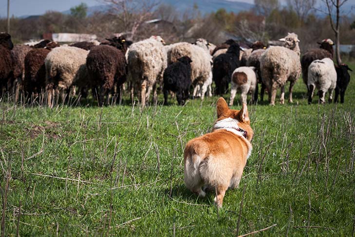 Pembroke Welsh Corgi herding a flock of sheep.