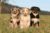 Australian Shepherds were bred to be herding dogs. Even as puppies, the breed exhibits the desire to herd and guard.