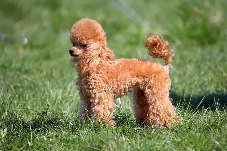 Toy Poodle standing in the grass.