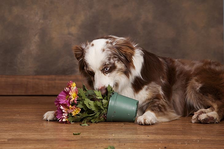 Why Does My Dog Eat Dirt? — American Kennel Club