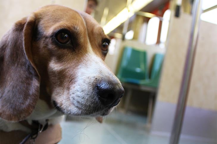 does the dc metro allow dogs
