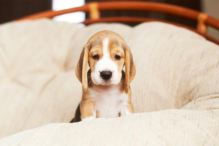 The Importance Of Teaching Your Puppy How To Be Alone