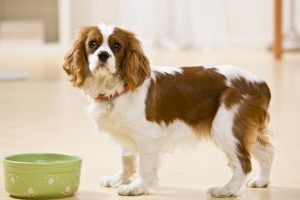 Cavalier King Charles Spaniel standing next to its food bowl at home.