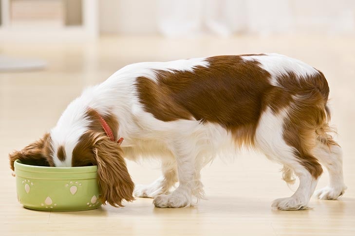 cavalier king charles spaniel with head in bowl