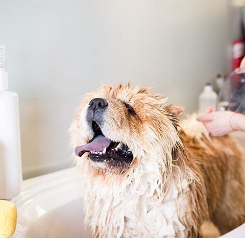 How often should a Cavoodle be bathed? Additionally, pay close