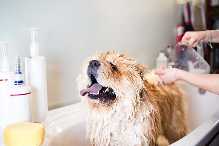How Often Should You Wash Your Dog? — American Kennel Club