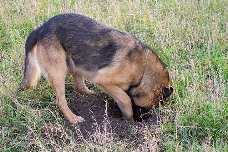 What is a dog lacking when it eats dirt?