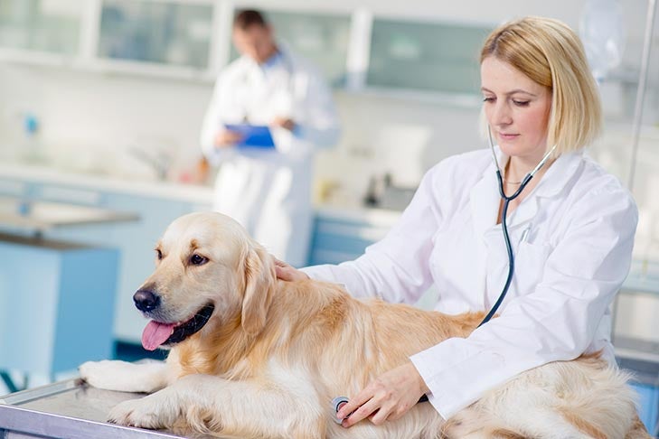 how do i know if my dog has an upper respiratory infection