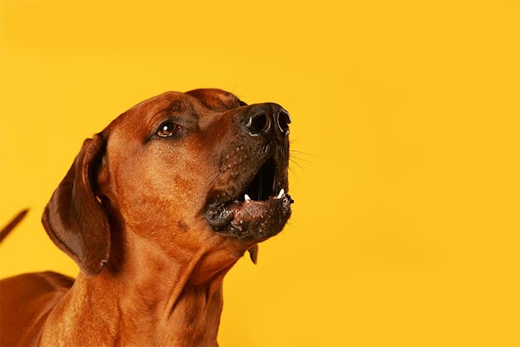 Why do dogs howl at loud music?