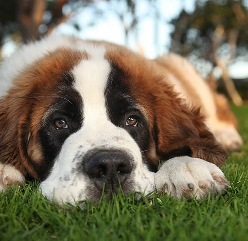 can anxiety cause weight loss in dogs