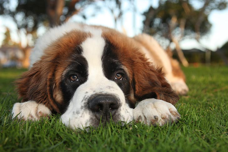 Do Dogs Grieve the Loss of Their Human Owners?