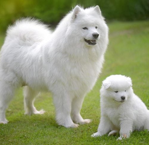 10 Fluffy Dog Breeds: Fuzzy, Long-Coated Canines Worth Cuddling