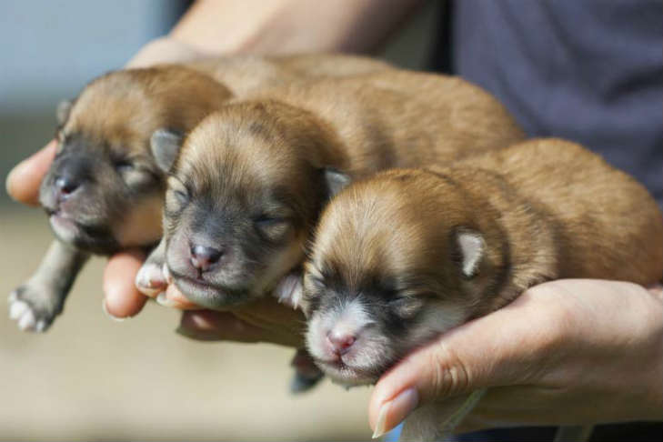 3 puppies in hand