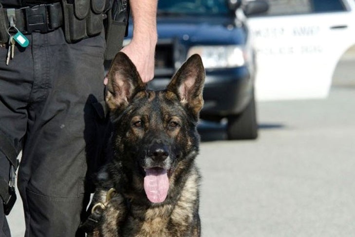 German Shepherd Dog with policeman