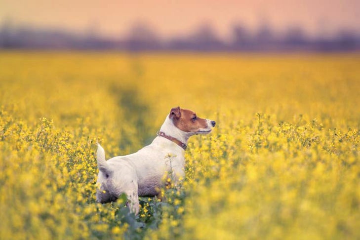 Smooth Fox Terrier in a field