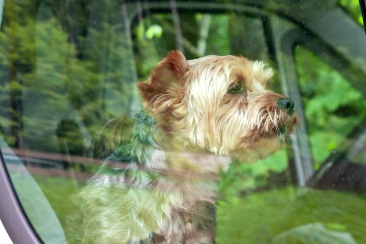 Yorkshire Terrier Yorkie in a car
