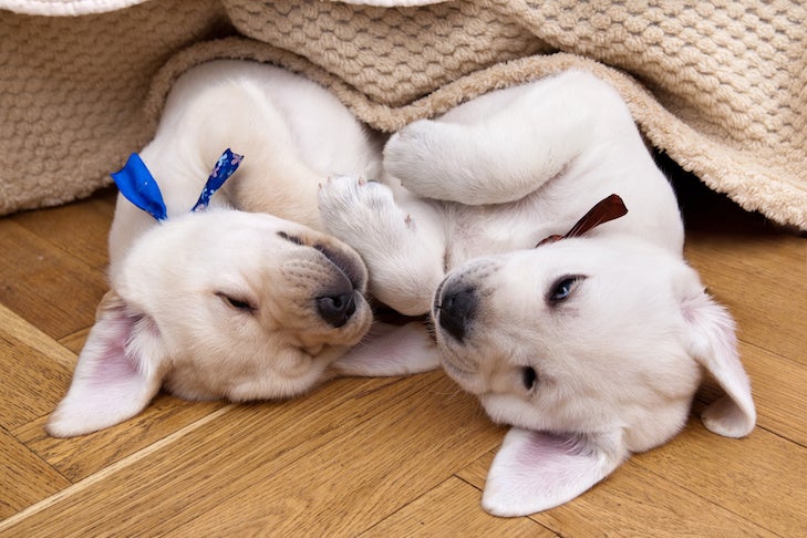 Ask Our Trainers: How to Train Two Puppies at Once