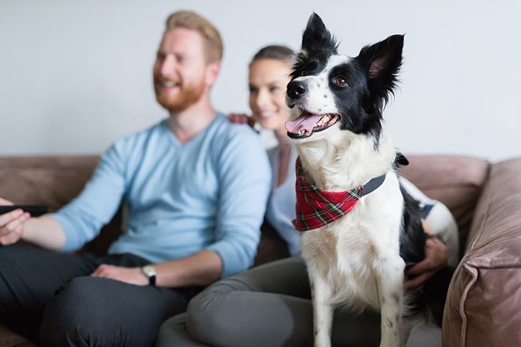 How to Stop a Dog From Barking at the TV — Ask Our Trainers
