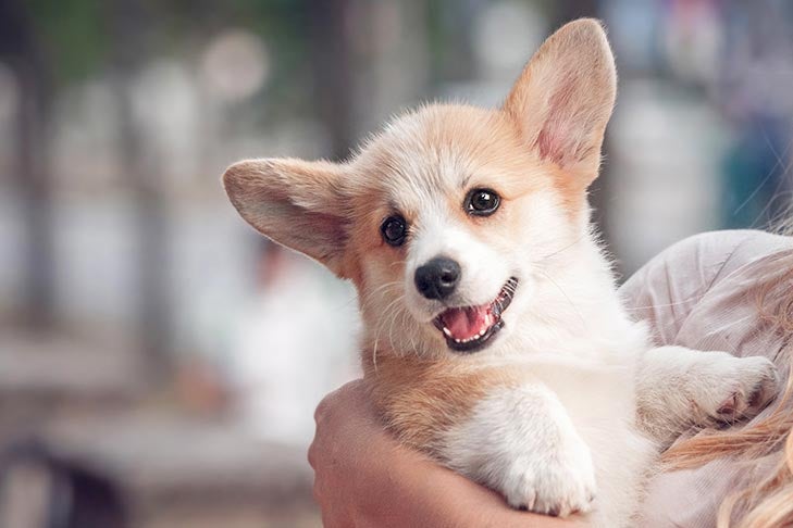 Pembroke Welsh Corgi puppy being held in the arms of a young woman.