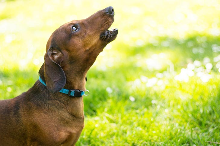 How to Stop Nuisance Dog Barking – American Kennel Club