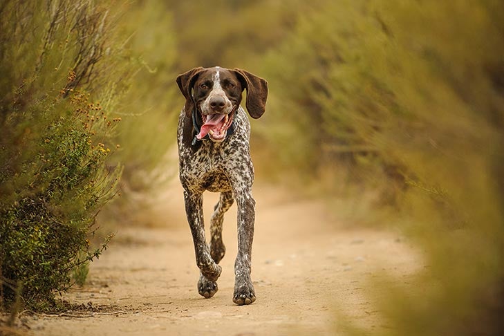 V. Safety Precautions for Running and Exercising with Your Dog
