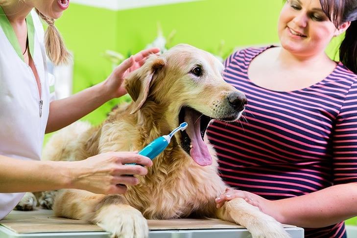 How Much Does Dog Teeth Cleaning Cost Uk 