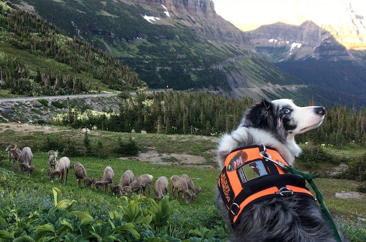60 National Parks Where Your Dog Can Be A BARK Ranger