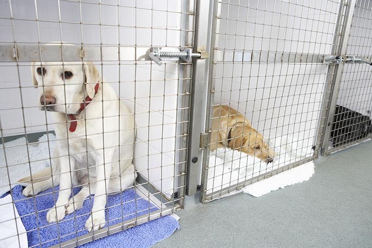 jeans uitvinding wees stil Dog Body Language: Is It Important in a Kennel? You Bet It Is