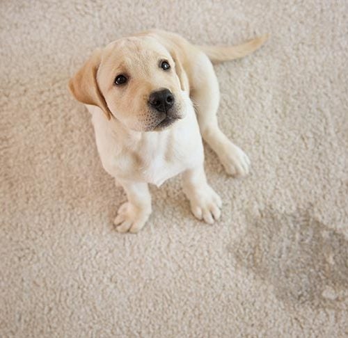 what happens when dogs eat carpet