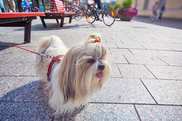 Protect Dog Paws on Hot Pavement - American Kennel Club