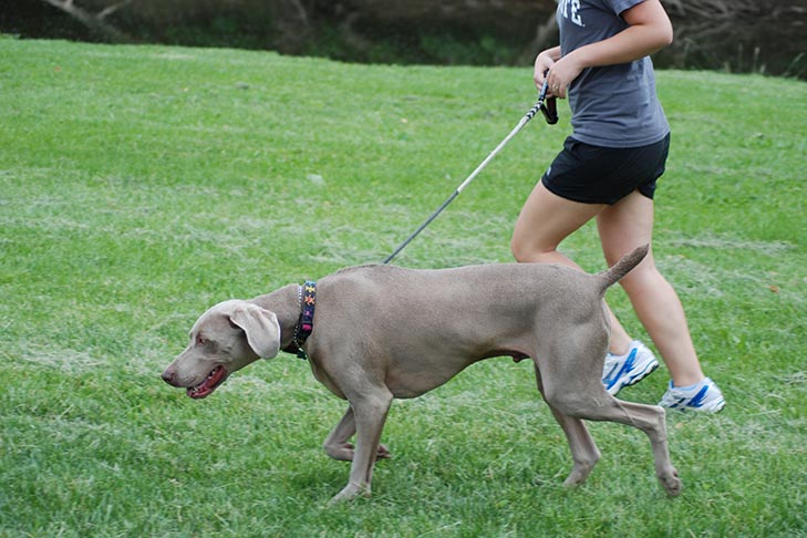 III. Popular Dog Breeds for Running and Exercise